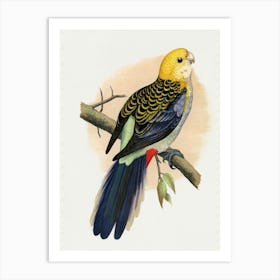 Cockatoo 5 Art Print