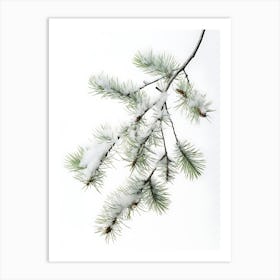 Pine Branch Covered in Snow Art Print