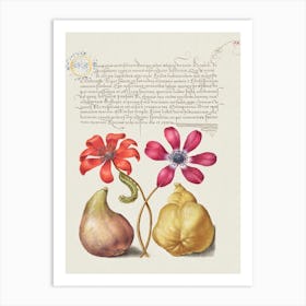 Poppy Anemones, Caterpillar, Fig, And Quince From Mira Calligraphiae Monumenta, Joris Hoefnagel Art Print