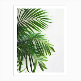 Palm Leaves On White Background 1 Art Print