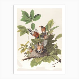 Robins In A Nest Art Print