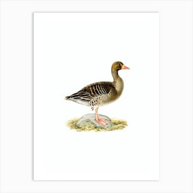 Vintage Greylag Goose Bird Illustration on Pure White n.0155 Art Print