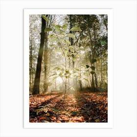Baby Tree in the Sunlight in the Forest Art Print