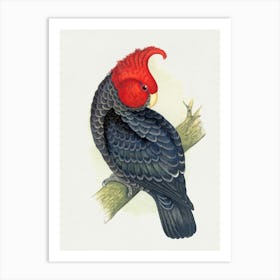 Cockatoo 4 Art Print