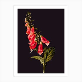 Foxglove Art Print