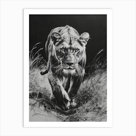 Barbary Lion Charcoal Drawing Lioness 1 Art Print