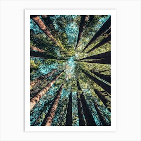 Redwood Forest Art Print