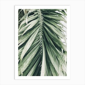 Palm Leaf 8 Art Print