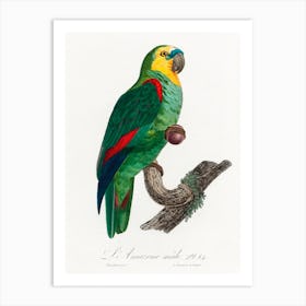 The Turquoise Fronted Amazon, (Amazona Aestiva) From Natural History Of Parrots, Francois Levaillant 1 Art Print