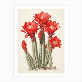 Vintage Cactus Illustration Woolly Torch Cactus 2 Art Print