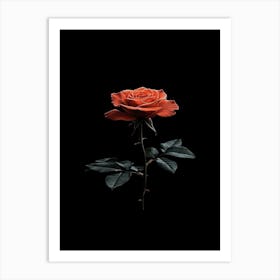 Single Rose On Black Background 50 Art Print