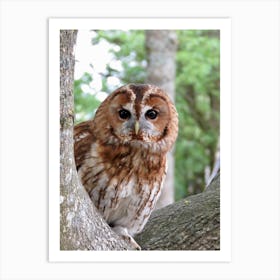 Barn Owl Hunting Tree Countryside Art Print