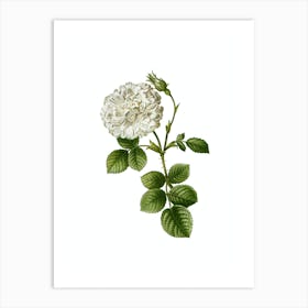Vintage White Rose of York Botanical Illustration on Pure White n.0786 Art Print