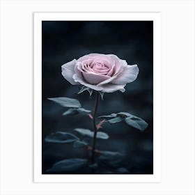 Dark Rose 9 Art Print