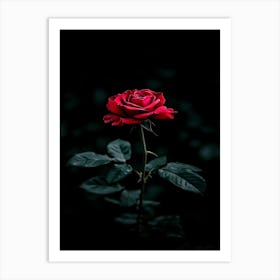 Dark Rose 39 Art Print