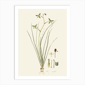 Sassafras 10 Art Print