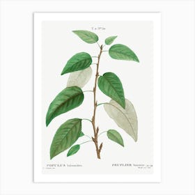 Balsam Poplar, Pierre Joseph Redoute Art Print