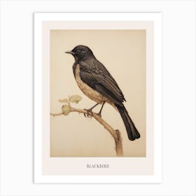 Vintage Bird Drawing Blackbird 3 Poster Art Print