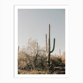 Saguaro Cactus In Desert Art Print