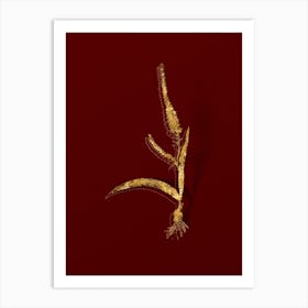 Vintage Ixia Plantaginea Botanical in Gold on Red n.0272 Art Print