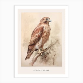 Vintage Bird Drawing Red Tailed Hawk 2 Poster Art Print