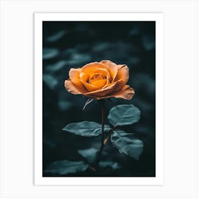 Orange Rose 5 Art Print