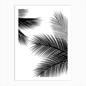 Palm Leaves On A White Background Art Print