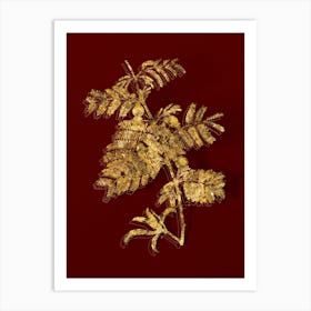 Vintage Sweet Acacia Botanical in Gold on Red n.0539 Art Print