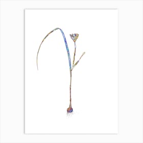 Stained Glass Cape Tulip Mosaic Botanical Illustration on White n.0209 Art Print