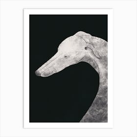 Greyhound Grey Art Print
