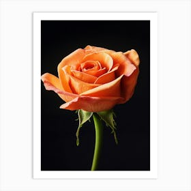 Orange Rose Isolated On Black Background Art Print