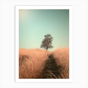 Grass And Path Art Print