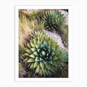 Cactus Spiral Art Print