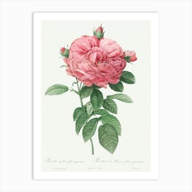 Giant French Rose Bloom, Pierre Joseph Redoute Art Print