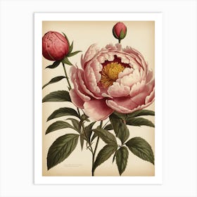 Peony 1 Art Print