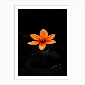 Single Orange Flower 7 Art Print