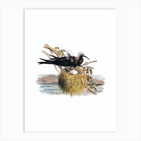 Vintage Lesser Noddy Bird Illustration on Pure White n.0364 Art Print