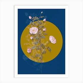 Vintage Botanical Pink Scotch Briar Rose on Circle Yellow on Blue Art Print