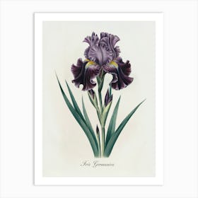 Iris Germanica Botanical Illustration - Elegant Floral Art Print. A refined botanical illustration of the Iris Germanica, with rich purple petals and intricate detailing. This timeless piece adds a touch of elegance and natural beauty to any decor.
Ideal for a living room, office, or bedroom, enhancing the space with classic botanical sophistication. Art Print