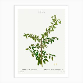 Rock Buckthorn, Pierre Joseph Redoute Art Print