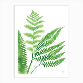 Ferns Art Print