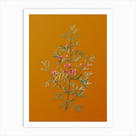 Vintage Boronia Pinnata Botanical on Sunset Orange n.0730 Art Print