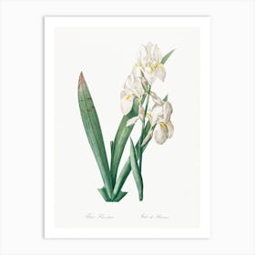 Iris Florentina, Pierre Joseph Redoute Art Print