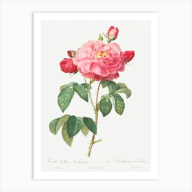 Gallic Rose, Pierre Joseph Redoute Art Print