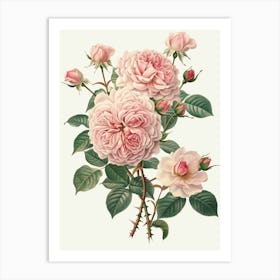 English Roses Painting Entwined 1 Art Print