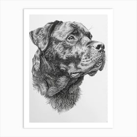 Rottweiler Dog Line Sketch4 Art Print