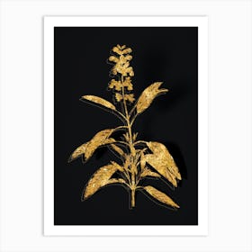 Vintage Sage Plant Botanical in Gold on Black n.0275 Art Print