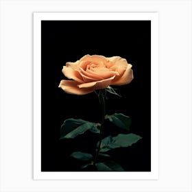 Peach Rose 28 Art Print