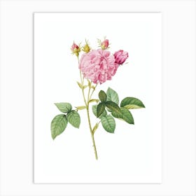 Vintage Pink Agatha Rose Botanical Illustration on Pure White n.0354 Art Print