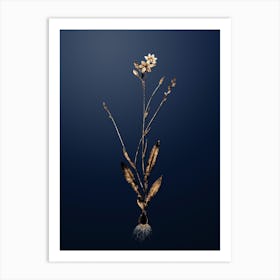 Gold Botanical Gladiolus Junceus on Midnight Navy n.0843 Art Print